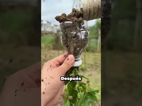 Así Puedes Salvar Una Rama Quebrada 🌱