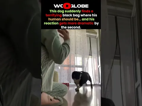 The dog Saw THIS… and Wasn’t Taking Any Chances! 😂🐶🖤