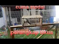 Download Lagu modal jebak tikus || dapat anak burung kacer