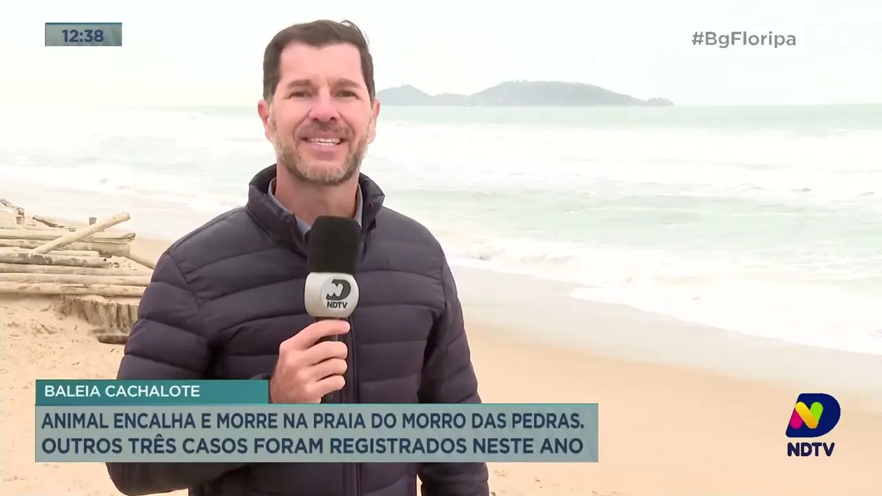 Baleias em SC: quatro animais são registrados encalhados em 2023