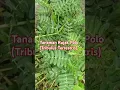 Lagu Tanaman Rujak Polo (Tribulus Terrestris) #shorts #short