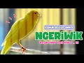 Download Lagu Suara PANCINGAN KENARI Paud Belajar BUNYI Ngeriwik | MASTERAN Kenari PAUD Agar cepat BUNYI #467