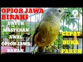 Download Lagu SUARA BURUNG ‼️ OPIOR JAWA BIRAHI_UNTUK MERANGSANG BUNYI OPIOR BAHAN@KICAU_CHANEL24