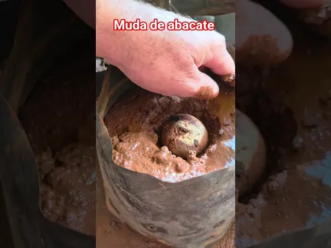 como fazer mudas de abacate de forma prática