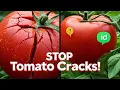 Stop Tomatoes from Splitting The Fix Every Gardener Should Know