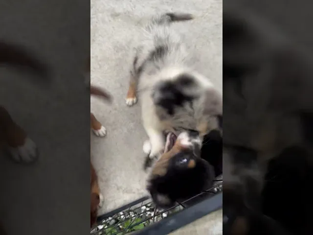 動画