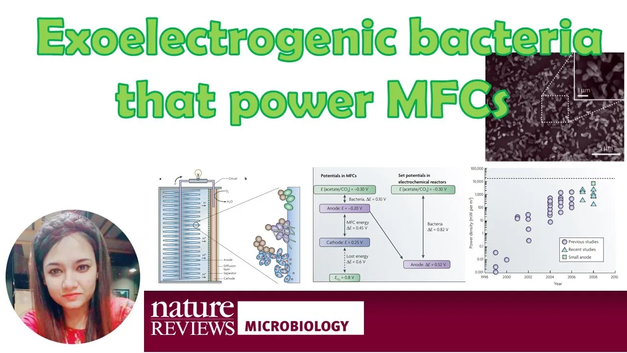 Exoelectrogenic bacteria that power microbial fuel cells