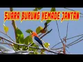 Download Lagu Suara Burung Kemade Jantan Gacor Di Alam