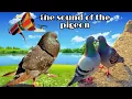 Download Lagu the sound of a pigeon calling…SUARA/KICAU MERPATI SANGAT AMPUH UNTUK PIKAT PASANGAN MERPATI
