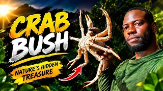 Crab bush hunting real crab - Main 