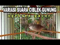 Download Lagu SUARA VARIASI CIBLEK GUNUNG GACOR SUARA JERNIH COCOK BUAT MASTERAN