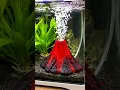 Smart Appliance Gadget For Home Invention 😍 Aquarium Volcano Ornament Kit #shorts #gadgets #tiktok