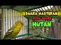 tidak terduga suara sirtu (cipoh) muda hutan || bisa untuk masteran