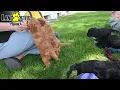 Friendly Cavapoo Puppies