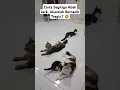 Download Lagu Cinta Segitiga Abah Jack, Akankah Bernasib Tragis.? 🤣