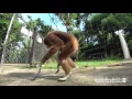 Singing and Swinging with Jub Jib the Rescued Gibbon