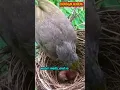 Download Lagu Burung cucak rowo suaranya merdu dan merdu #burung #kicauburung #suaraburung #videopendek #shorts