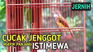 Download Cucak jenggot gacor mewah tembakan panjang jernih masteran cucak ijo dan semua burung kicau MP3