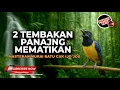 Download Lagu 🔴Masteran Pukulan Panjang 2 Jalur Materi Tembakan Dahsyat Cucak Cungkok Super Gacor Volume ++