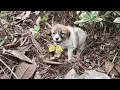 Download Lagu Scared Puppy Hides In Bushes, Screaming Loudly But Bowl Of Cool Water Calms Him Down...