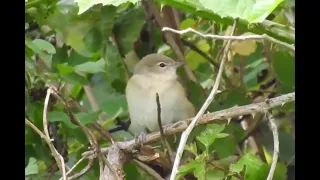 عصفور التين 