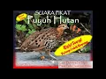Download Lagu Suara Pikat Puyuh Hutan Durasi 2 Jam