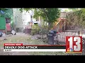 Police Large group of dogs attacked Albany man to death