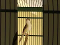 Download Lagu Burung Pernjak klik jantan