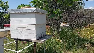 أسباب دوران النحل أمام باب الخلية باب السروح النحل Nature Bee 