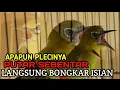 Download Lagu DALAM HITUNGAN MENIT PLECI DI RUMAH LANGSUNG BONGKAR ISIAN DENGAR MASTERAN INI