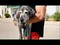 19-Year-Old Lab Is Rescued From The Shelter The Dodo Foster Diaires