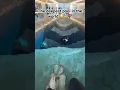 Download Lagu The deepest pool in the world 😰🔦