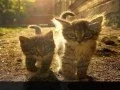 Download Lagu Healing song - Heilmantra - Heart warming Mantra - I am with you