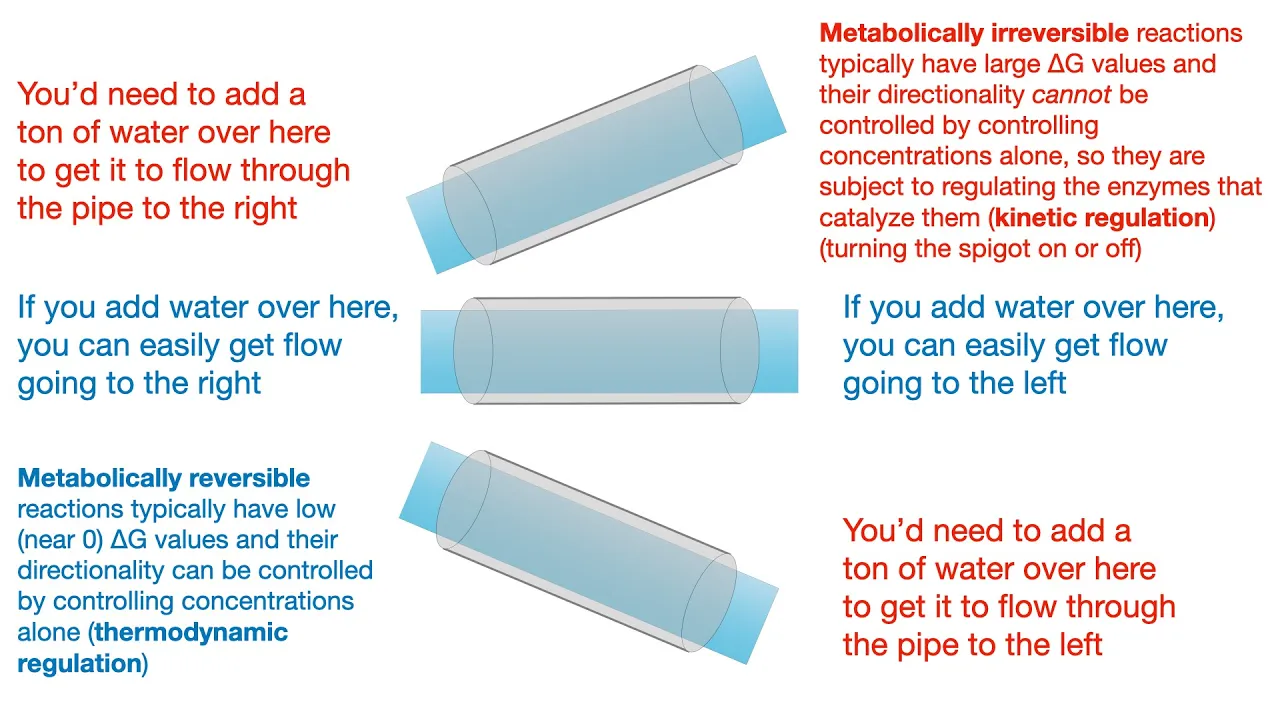 Metabolic thermodynamics, metabolic logic, & pathway diagram notation: review & practice Qs