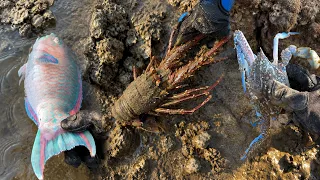 Catching stranded seafood #43 - catching fish, sea ​​snails, squid, lobster, eel, octopus, seafood