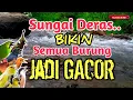 Lagu MAKIN GACOR‼️ 1 Jam Suara Air Sungai Deras Untuk Terapi Semua Jenis Burung Macet/Stres