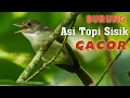 Lagu Burung Asi Topi Sisik Gacor || Masteran Burung || Kacer || Cucak Ijo || Jalak Suren || Murai Batu