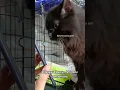 Download Lagu Perantara video call kucing 🤣🤣 #depok #cat #kucing #kucinglucu #cute #petshop #videocall
