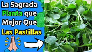La Hoja de ALBAHACA es una Bendición para tu Salud🥬 Si no la tienes ve huyendo a Buscarla