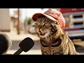 Cats EXPOSE Why They Get the Zoomies