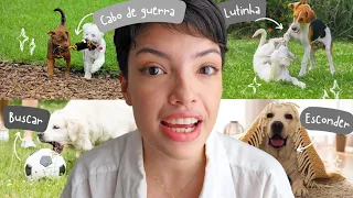 5 BRINCADEIRAS INSTINTIVAS: O Segredo para ter um cão CALMO!