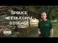 Beware Spruce Needlecast Disease Heartwood Tree Care