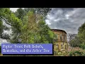 Poplar Trees Folk Belief Remedies and the Arbor Tree