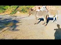 Donkey mating in registan