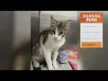 Dallas shelters over capacity for cats