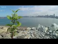 Jobs flourish amid invasive species cleanup at Port of Seattle