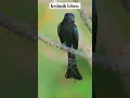 Download Lagu kedasih hitam di alam bebas #burungmerdu #burung #burungkicaudialamliar #birds #kedasih