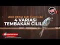Download Lagu 🔴Masteran Cililin 4 Variasi Tembakan Materi Srigunting Abu Abu Isian Cililin Mewah Banget
