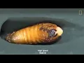 Watch a Hercules Beetle Metamorphose Before Your Eyes | Nat Geo Wild