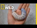 Download Lagu Watch a Hercules Beetle Metamorphose Before Your Eyes | Nat Geo Wild